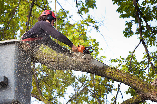 Best Emergency Storm Tree Removal  in USA